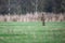 Red deer stag with thrown off antlers in meadow in winter.