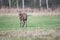 Red deer stag with thrown off antlers in meadow in winter.