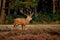 Red deer stag trying to impress the females