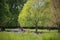 Red Deer Stag Under Tree with Bluebells