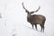 Red deer stag wading through snow in wintertime nature.