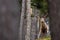 Red deer stag walking amongst the pine trees