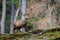 Red deer stag walking amongst the pine trees