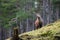 Red deer stag walking amongst the pine trees