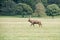 A red deer stag walking through a field