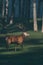 Red deer stag walking in a forest meadow.