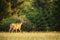 Red deer stag walking on glade with forest in background in summer at sunset