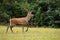 Red deer stag walking with leg mid-air in nature with copy space.