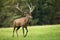 Red deer stag walking on meadow in autumn nature.