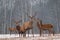 Red Deer Stag In Winter. Winter Wildlife Landscape With Herd Of Deer Cervus Elaphus. Deer With Large Branched Horns On The Backg