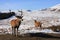 Red Deer Stags