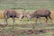 Red Deer Stags, Cervus elaphus