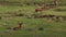 Red deer stags, Cervus elaphus, grazing and resting on moorland during august in the cairngorms national park, scotland.