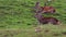 Red deer stags, Cervus elaphus scoticus, resting within a glen in september, cairngorms national park