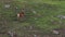 Red deer stags, Cervus elaphus scoticus, resting within a glen in september, cairngorms national park