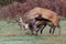 Red Deer stags fighting