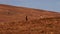 Red deer stags and hinds, Cervus elaphus, running and grazing amongst the grassy slopes in the Sutherland`s, north Scotland during