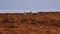 Red deer stags and hinds, Cervus elaphus, running and grazing amongst the grassy slopes in the Sutherland`s, north Scotland during