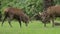 Red Deer Stags rutting