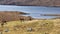 Red Deer Stags in the Scottish Highlands