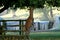 Red deer standing on hind legs