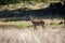 A red deer standing on meadow