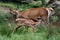 Red deer suckle her calf