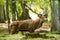 Red deer walking in the forest