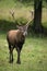 Red deer walking on grassland in autumn from front in vertical shot