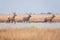 Red deer in wild nature, beautiful steppe landscape with herd of deer Cervus Elaphus