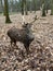 A red deer in Wildpark Gangelt