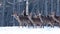 Red deer in winter forest. wildlife, Protection of Nature. Raising deer in their natural environment