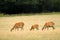 Red deers on a clearing, grazing