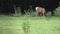 Red Deers, Stag, Doe Grazing, Eating on Meadow in Forest, Wild Animals in Grassland in Nature, Wildlife