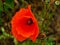 Red and delicate petals of one poppy flower and two overblown poppy flowers