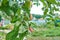 Red delicious apple. Shiny delicious apples hanging from a tree branch in an apple orchard