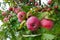 Red delicious apple with water drops. Shiny delicious apples hanging from a tree branch in an apple orchard