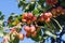 Red delicious apples grow on a tree in the garden