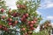 Red Delicious Apples in the Hudson Valley