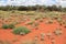 Red desert with blooming plants