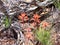 Red Desert Flower Grouping