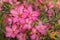 A red desert rose (Adenium), Desert Rose Red Flower