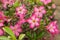 A red desert rose (Adenium), Desert Rose Red Flower