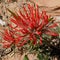 Red Desert Wildflower - Desert Paintbrush