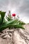 Red deviant tulip on field under dark clouds