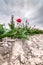 Red deviant tulip on field under dark clouds