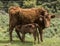 Red Dexter Cow, with newly born calf drinking her milk