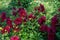 Red Dhalia variety Chat Noir flowering in a garden