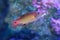 Red diana hogfish