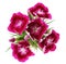 Red Dianthus Bartatus